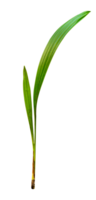 Green leaves pattern,growth of palm tree isolated png
