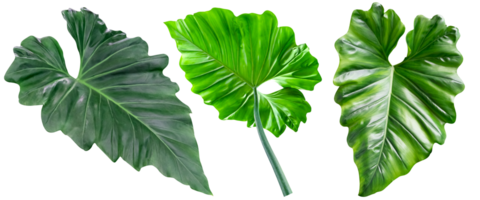 collection green leaves pattern of tropical leaf plant isolated. png