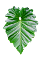 grön löv mönster av tropisk blad växt isolerat png