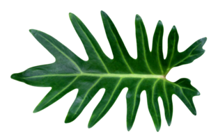 grön löv mönster, blad philodendron xanadu isolerat png