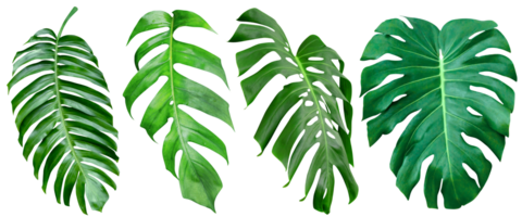 Green leaves pattern,collection leaf monstera isolated png