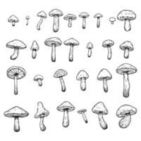 Set of hand drawn illustrations of various mushrooms champignons, fly agarics, white mushroom, oyster mushrooms. Perfect for adding a vintage and organic touch to culinary projects. Not AI generated. vector