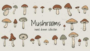 Set of hand drawn illustrations of various mushrooms champignons, fly agarics, white mushroom, oyster mushrooms. Perfect for adding a vintage and organic touch to culinary projects. Not AI generated. vector