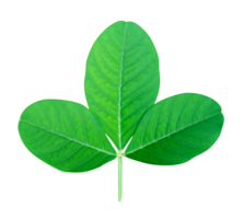 Grün Blätter Muster von tropisch Blatt Pflanze isoliert png
