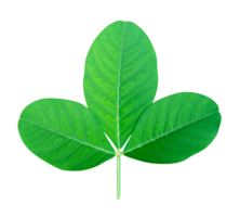 Green leaves pattern of tropical leaf plant isolated png