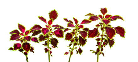 kleurrijk bladeren patroon, blad coleus of geschilderd brandnetel png