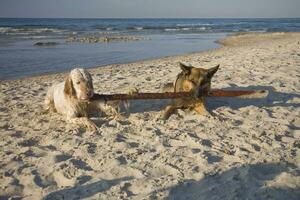 dos perros en el playa foto