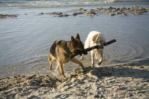 two dogs on the beach photo