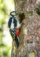 peludo pájaro carpintero, picoides velloso foto