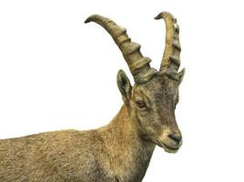 Male wild alpine, capra ibex, or steinbock photo