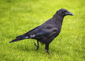 Black crow on the grass photo