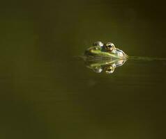 Frog eyes reflection photo