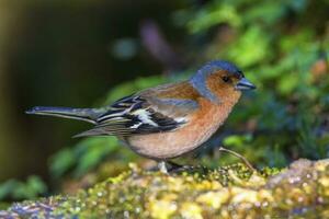 Male common chaffinch bird, fringilla coelebs photo