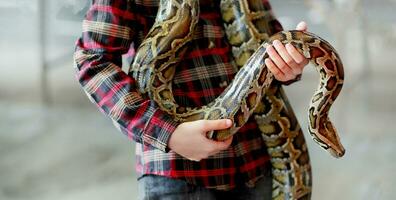 de cerca de Niños manos voluntario demostración un serpiente a un niño y dejando su toque el serpiente participación un real pelota pitón foto