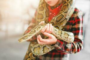 de cerca de Niños manos voluntario demostración un serpiente a un niño y dejando su toque el serpiente participación un real pelota pitón foto