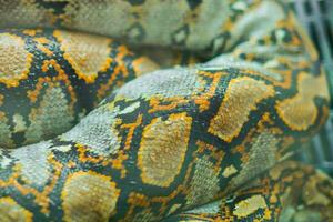 Close view of the Python skin. in thailand photo