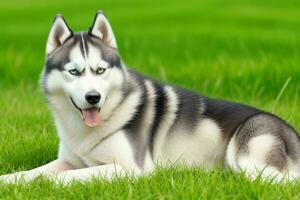 Photo of siberian husky. AI Generative Pro Photo