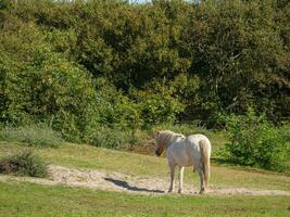 la isla de langeoog foto