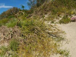 the island of Langeoog photo