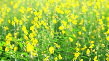 Sunhemp or Crotalaria juncea,yellow flower field blooming on evening sun video