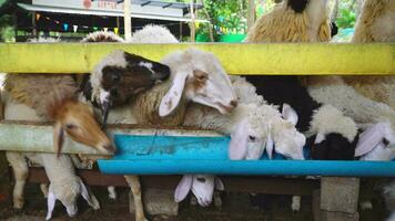 schapen aan het eten voedsel in boerderij, thailand video