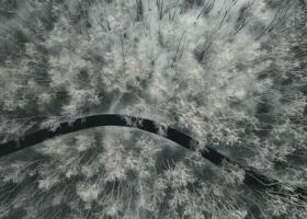 the shot shows a winter road in snow covered trees photo