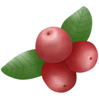 Three bright red holly fruits and green leaves png