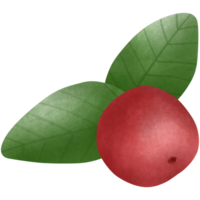 Bright red holly fruit and green leaves png