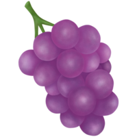 bunch of purple grapes with green stems png