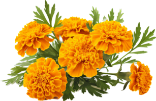 Marigold png with AI generated.