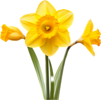 Daffodil png with AI generated.