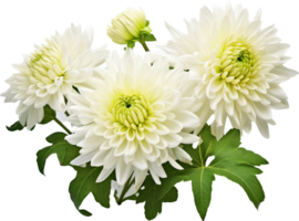 Chrysantheme png mit ai generiert.