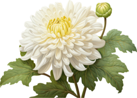 Chrysanthemum png with AI generated.