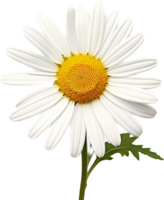 Daisy png with AI generated.