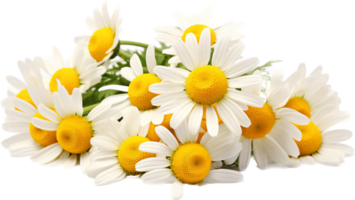 Chamomile png with AI generated.