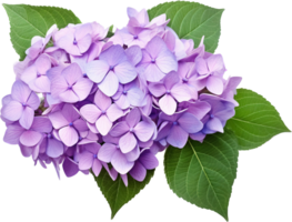 Hortensie png mit ai generiert.