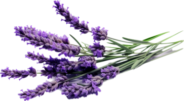 lavanda png con ai generado.