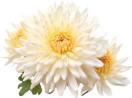 Chrysanthemum png with AI generated.