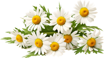 Chamomile png with AI generated.