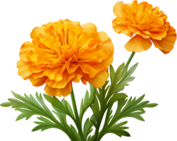 Marigold png with AI generated.