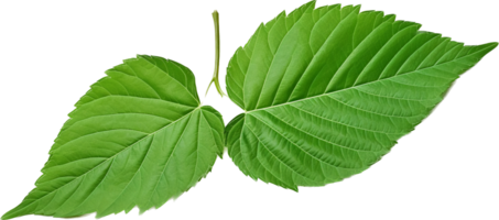 Leaf png with AI generated.