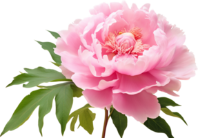 Peony png with AI generated.