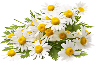 Chamomile png with AI generated.