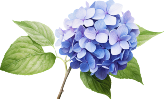 Hydrangea png with AI generated.