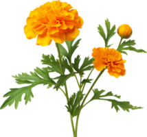 Marigold png with AI generated.