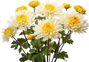 Chrysanthemum png with AI generated.