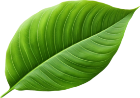 Leaf png with AI generated.