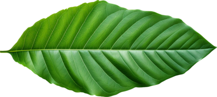 Leaf png with AI generated.