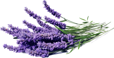 lavanda png con ai generado.