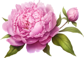 Peony png with AI generated.